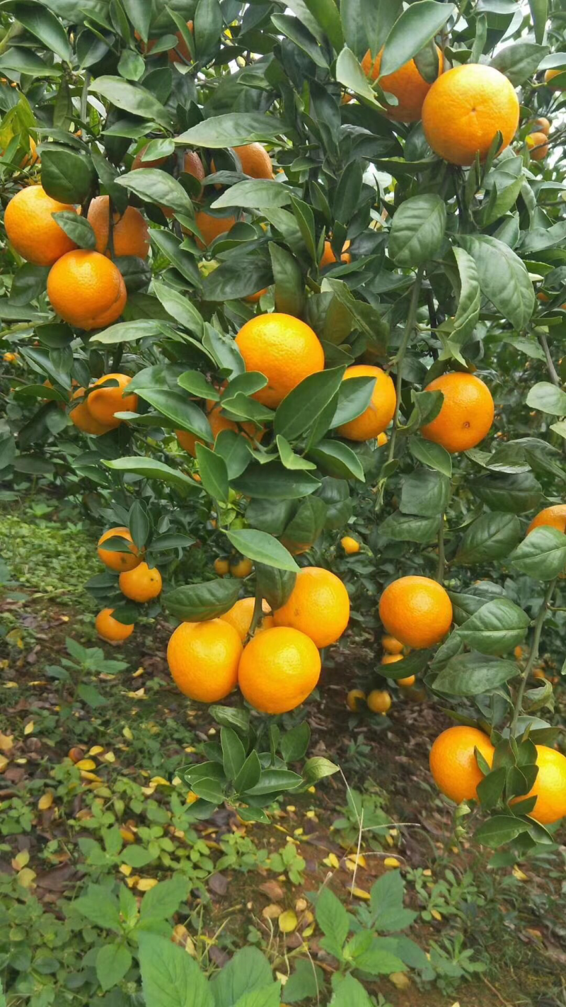 皇帝橘