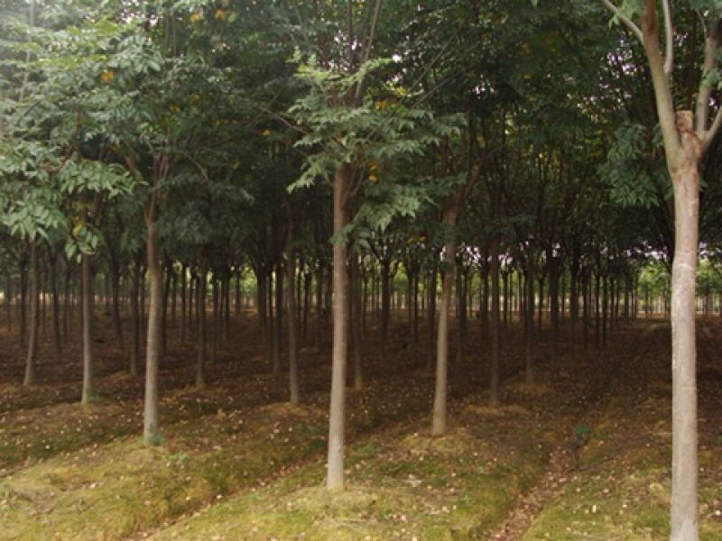 工程绿化苗木黄山栾南栾北栾树苗栾树小苗庭院行道苗木F