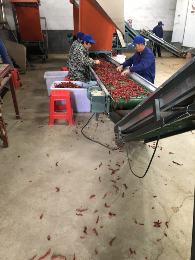 线椒干辣椒9成干以上上通货