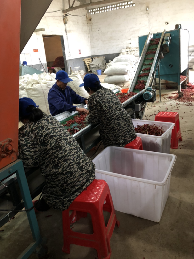 线椒干辣椒9成干以上上通货