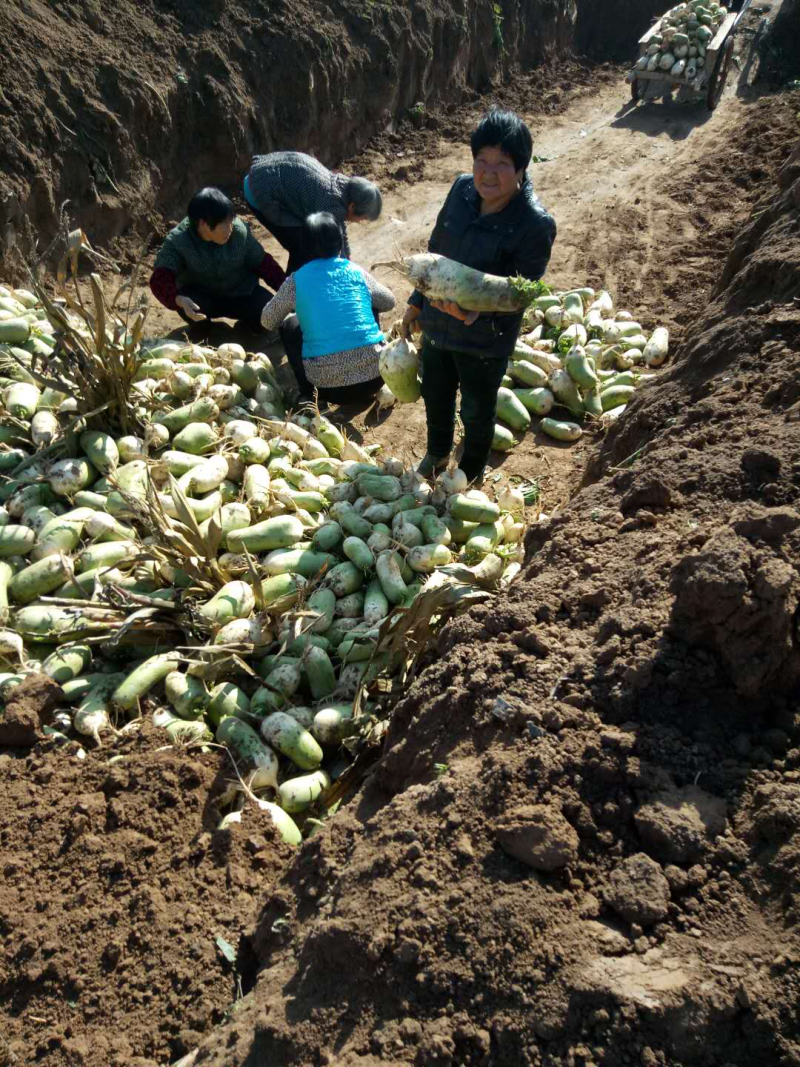 青头萝卜0.18走货、大量现货供应、多了优惠