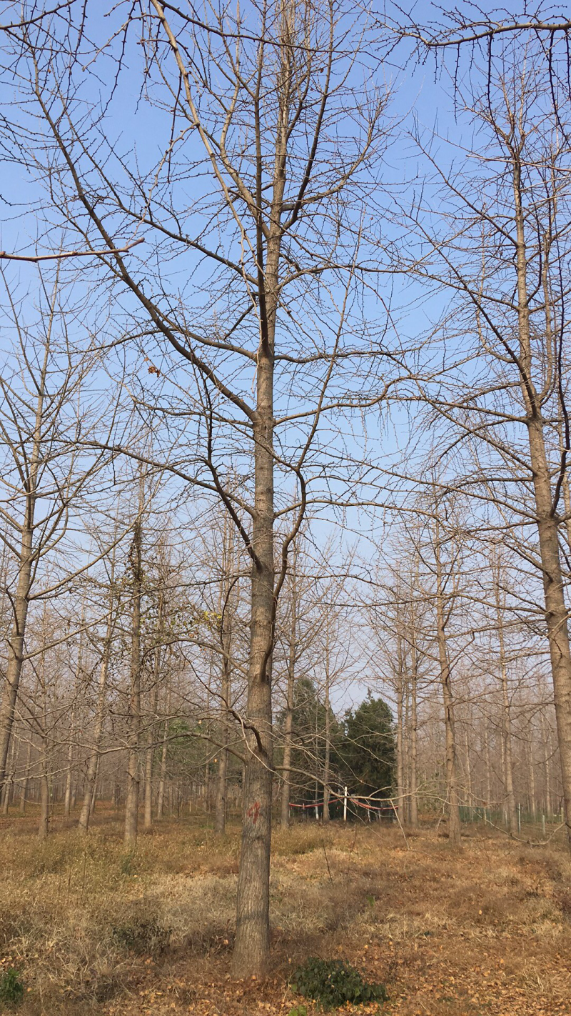 山东超越银杏，长期供应银杏实生树，嫁接树，占地树本公司诚