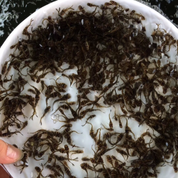 供应黄颡鱼苗