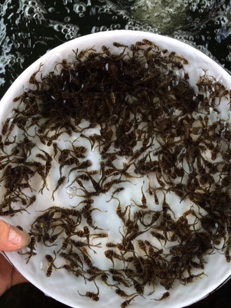 供应黄颡鱼苗