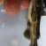 供大规格黄骨鱼苗