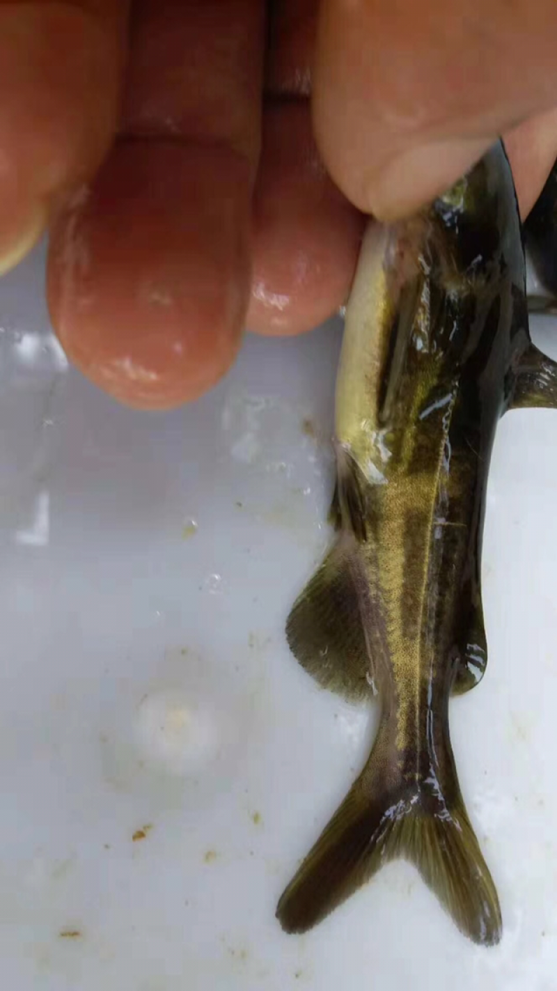 供大规格黄骨鱼苗