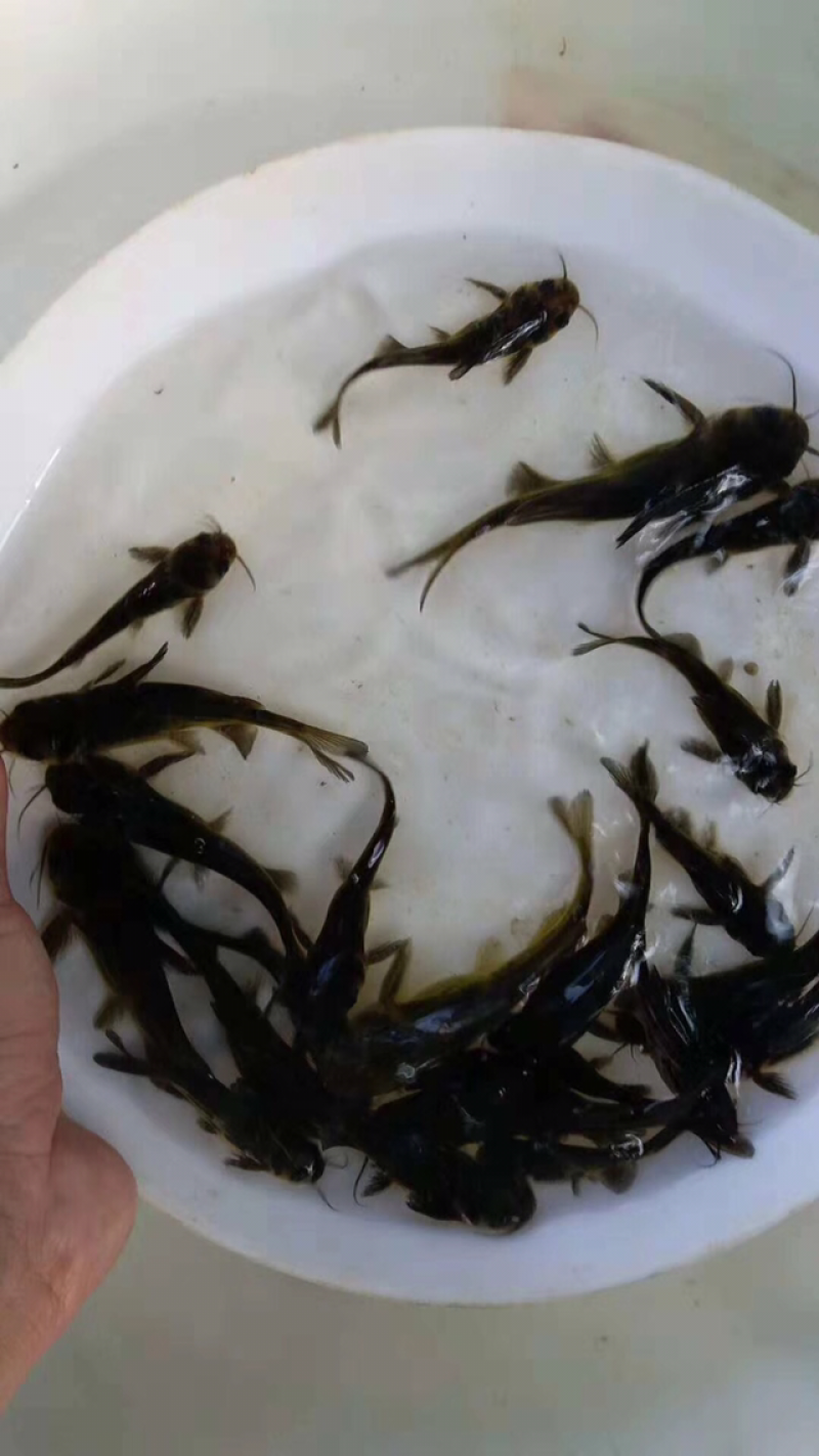 供大规格黄骨鱼苗