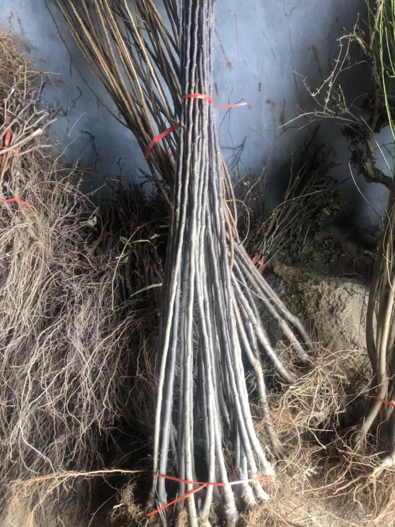 矮化红富士红肉苹果苗嫁接苗南北方种植盆栽/地栽苗当年结果