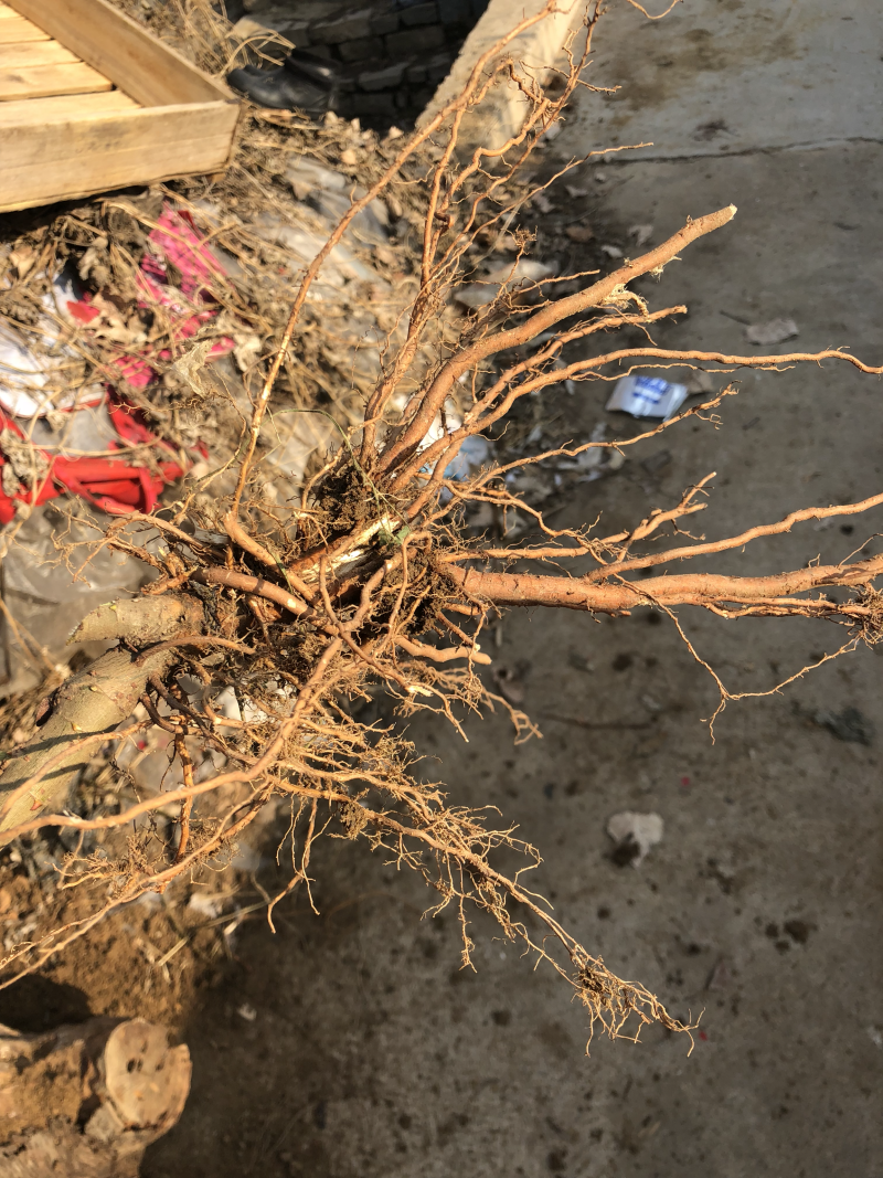 矮化红富士红肉苹果苗嫁接苗南北方种植盆栽/地栽苗当年结果