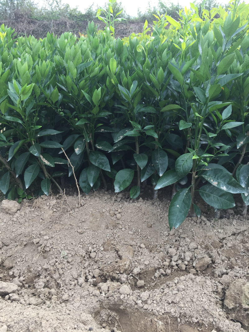 无核无籽091沃柑苗2年苗嫁接果树苗柑橘苗