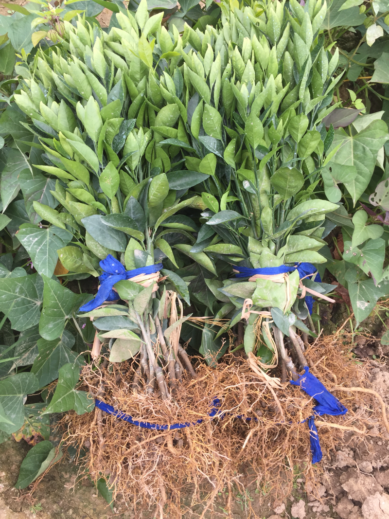无核无籽091沃柑苗2年苗嫁接果树苗柑橘苗