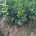 无核无籽091沃柑苗2年苗嫁接果树苗柑橘苗