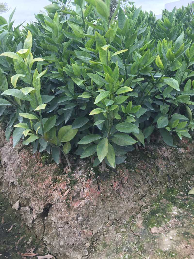 无核无籽091沃柑苗2年苗嫁接果树苗柑橘苗