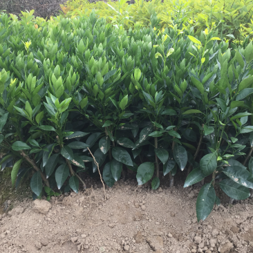 无核无籽091沃柑苗2年苗嫁接果树苗柑橘苗