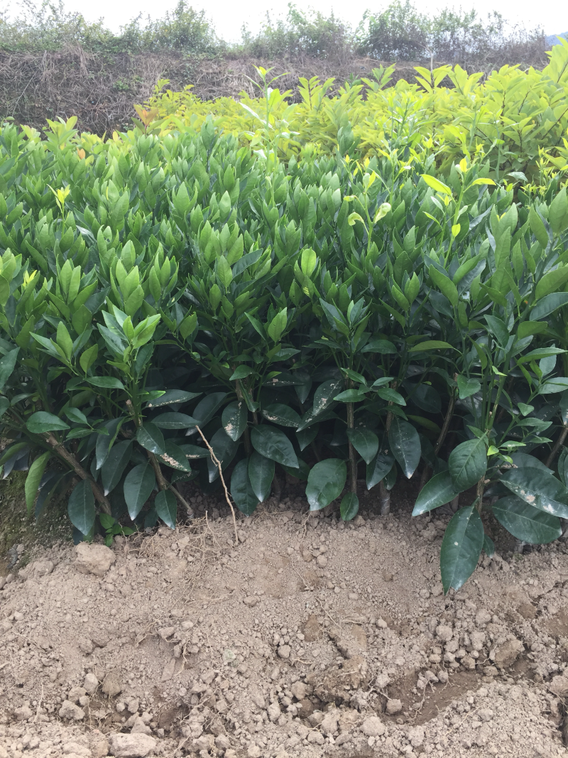 无核无籽091沃柑苗2年苗嫁接果树苗柑橘苗