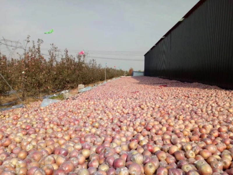 【大量接单】招代理大沙河苹果10斤装一件代发
