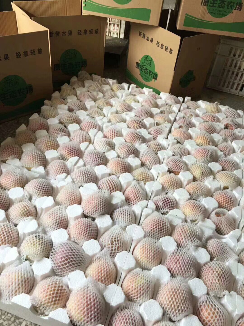 【大量接单】招代理大沙河苹果10斤装一件代发
