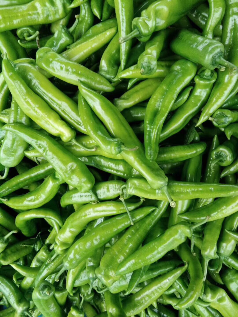 广西合浦大棚尖椒大量上市！欢迎全国各地老板前来洽谈合作！