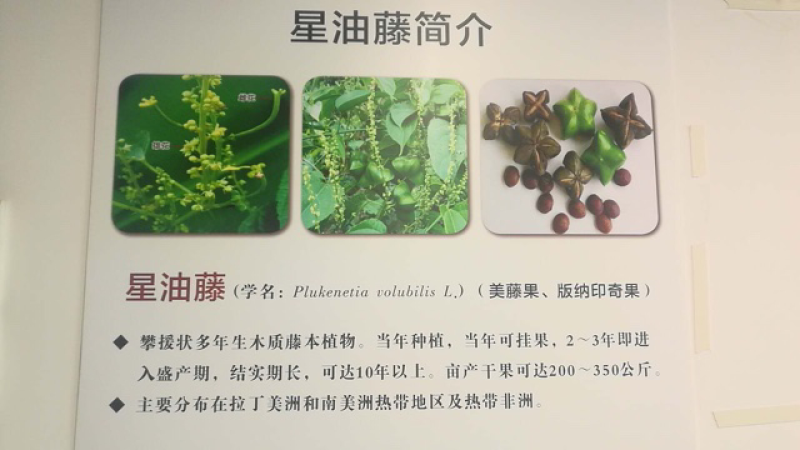 美藤果，印加果，星油藤，星果，OMG，