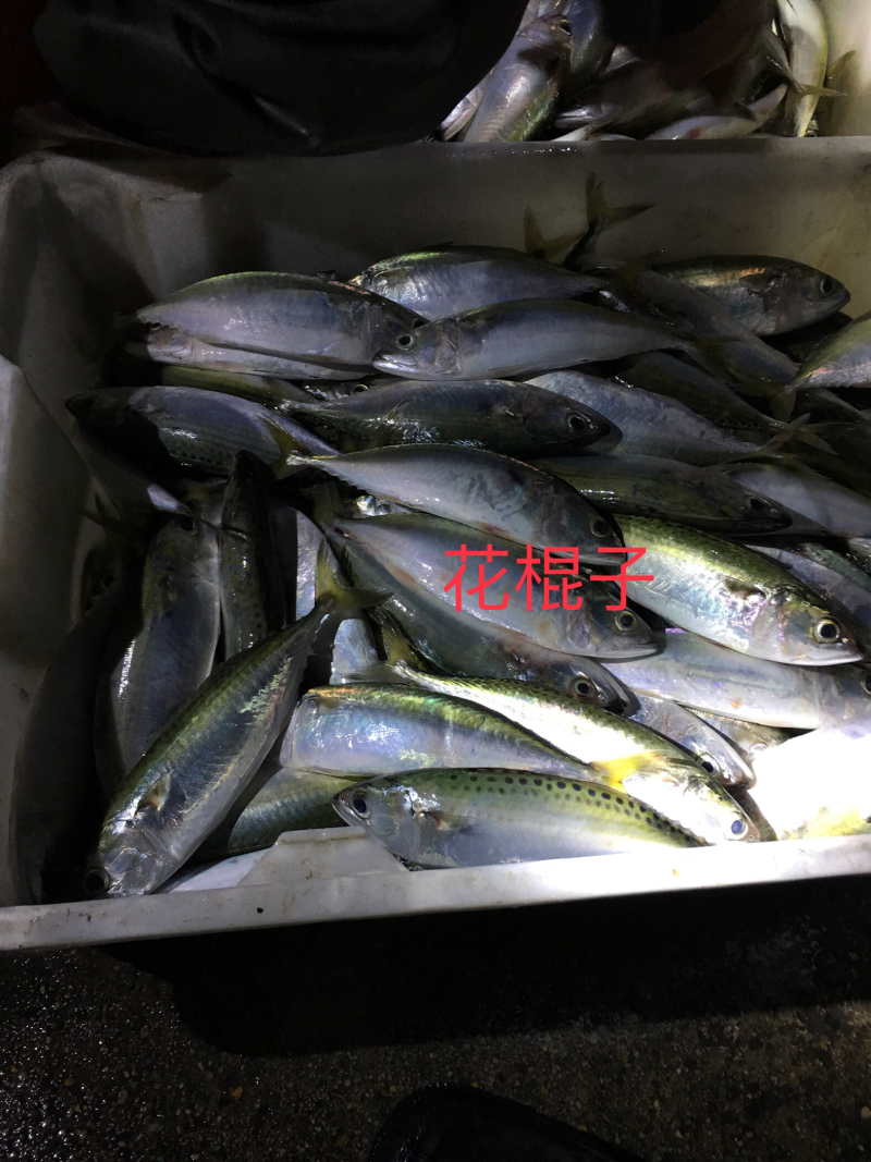 巴浪鱼，花仙子，做鱼干，批发商