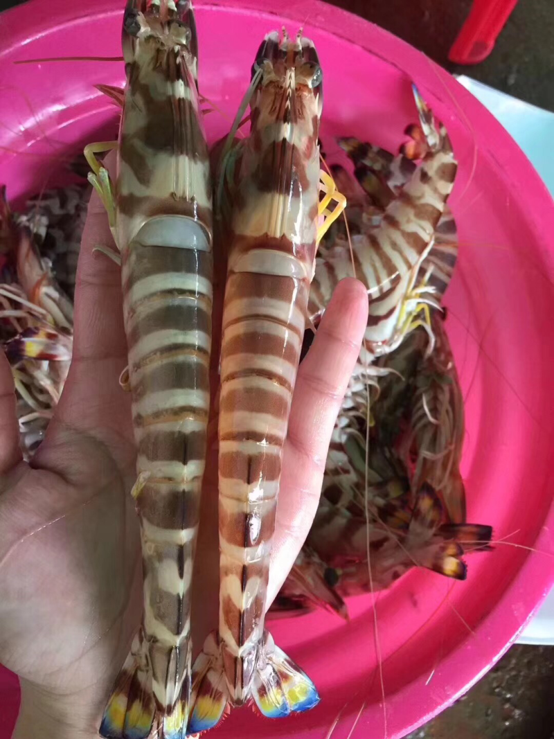 深海对虾，班节虾，