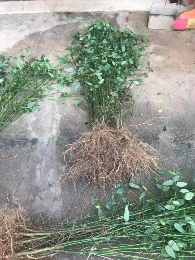 树仔菜五指山野菜树菜苗菜苗清甜爽口益肝菜