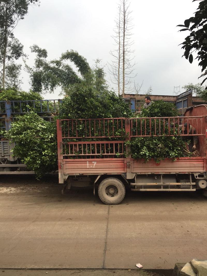 茶花树3至8公分，高1米20元上车、价格不贵。