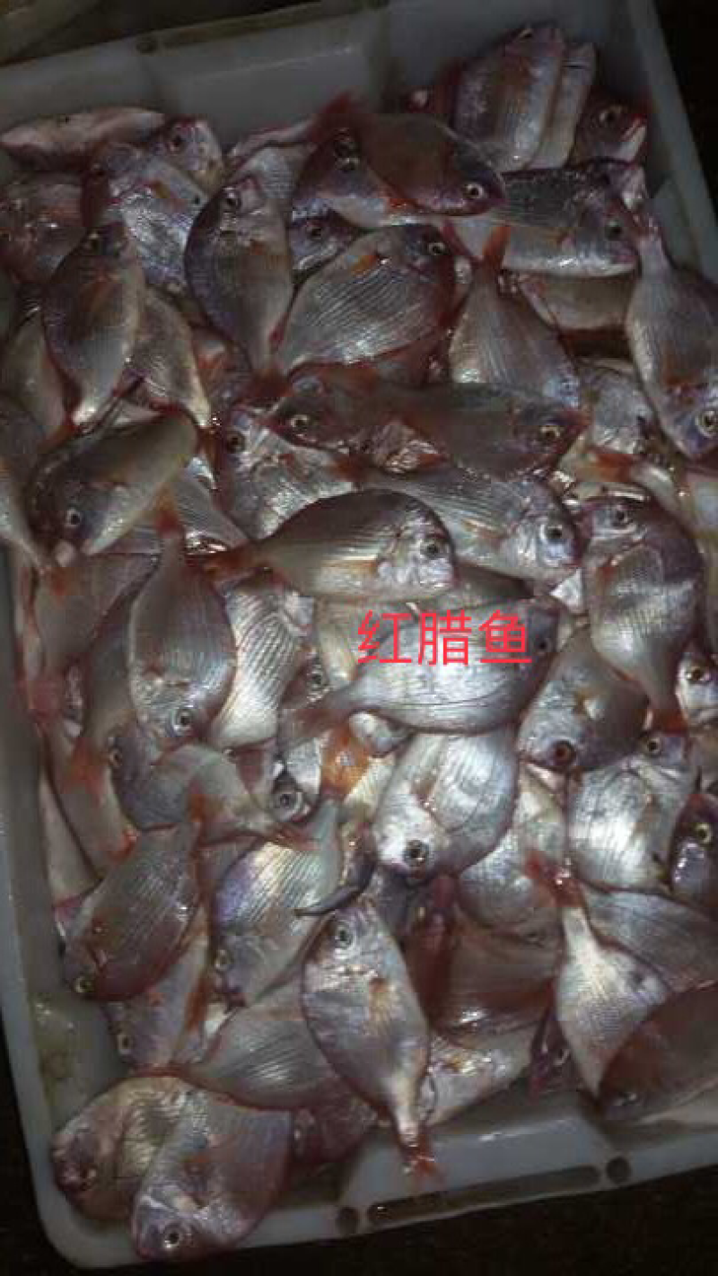 批发，冰鲜赤棕鱼，红鲷鱼，红立鱼，红腊鱼，黑腊鱼