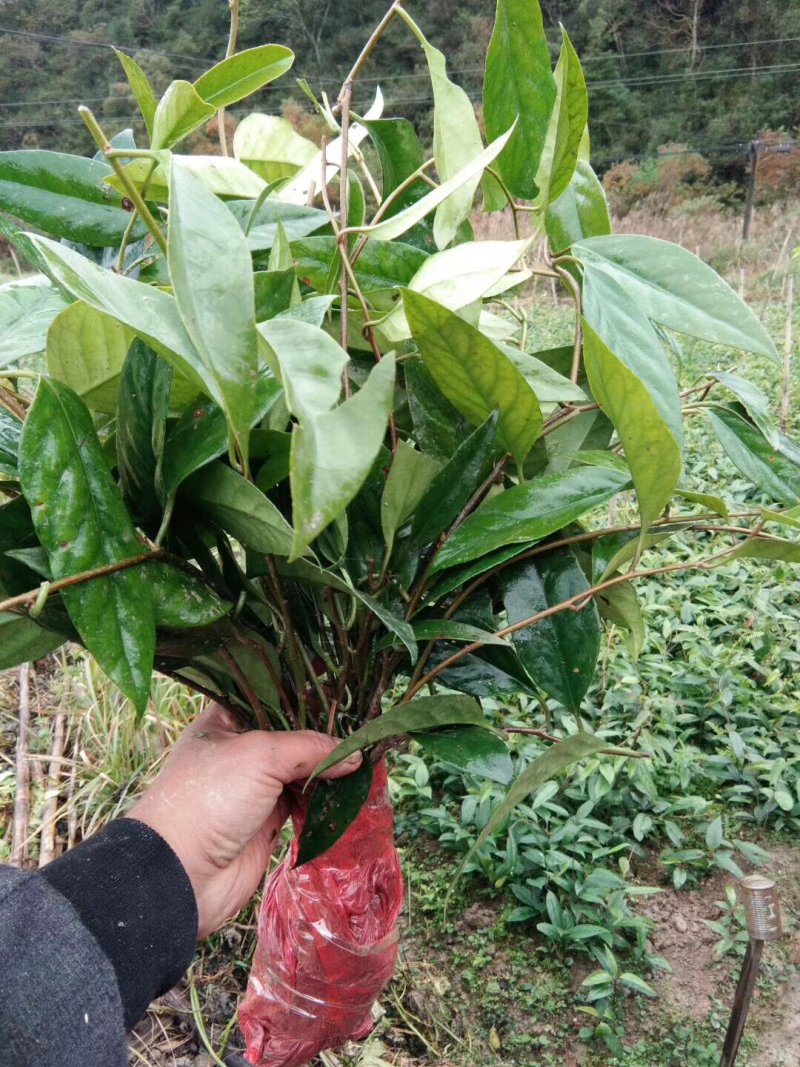 🔥热销【企业认证】布福娜树苗品种纯包活包技术