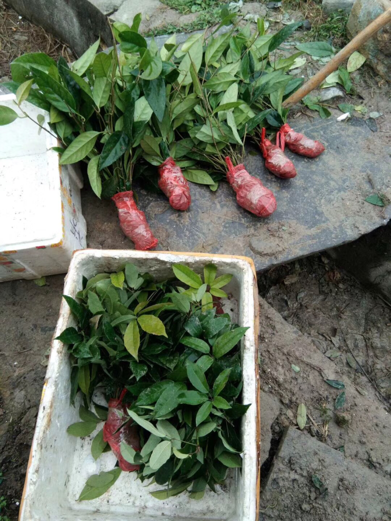 🔥热销【企业认证】布福娜树苗品种纯包活包技术