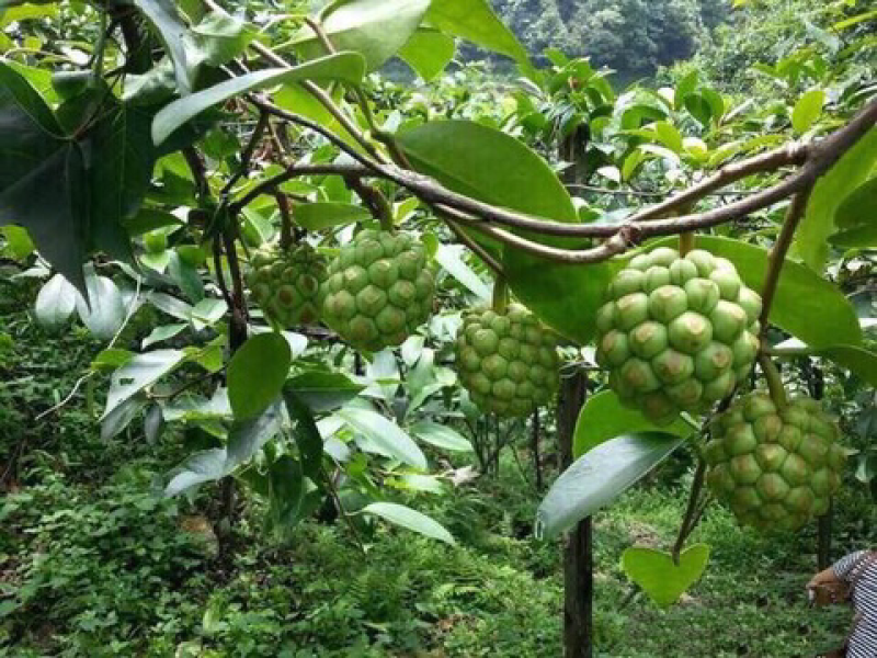🔥包邮【布福娜苗】优质黑老虎（大叶巨果精品）包活包技术