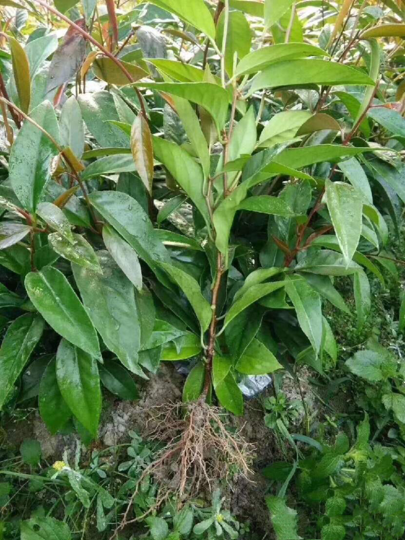 🔥包邮【布福娜苗】优质黑老虎（大叶巨果精品）包活包技术
