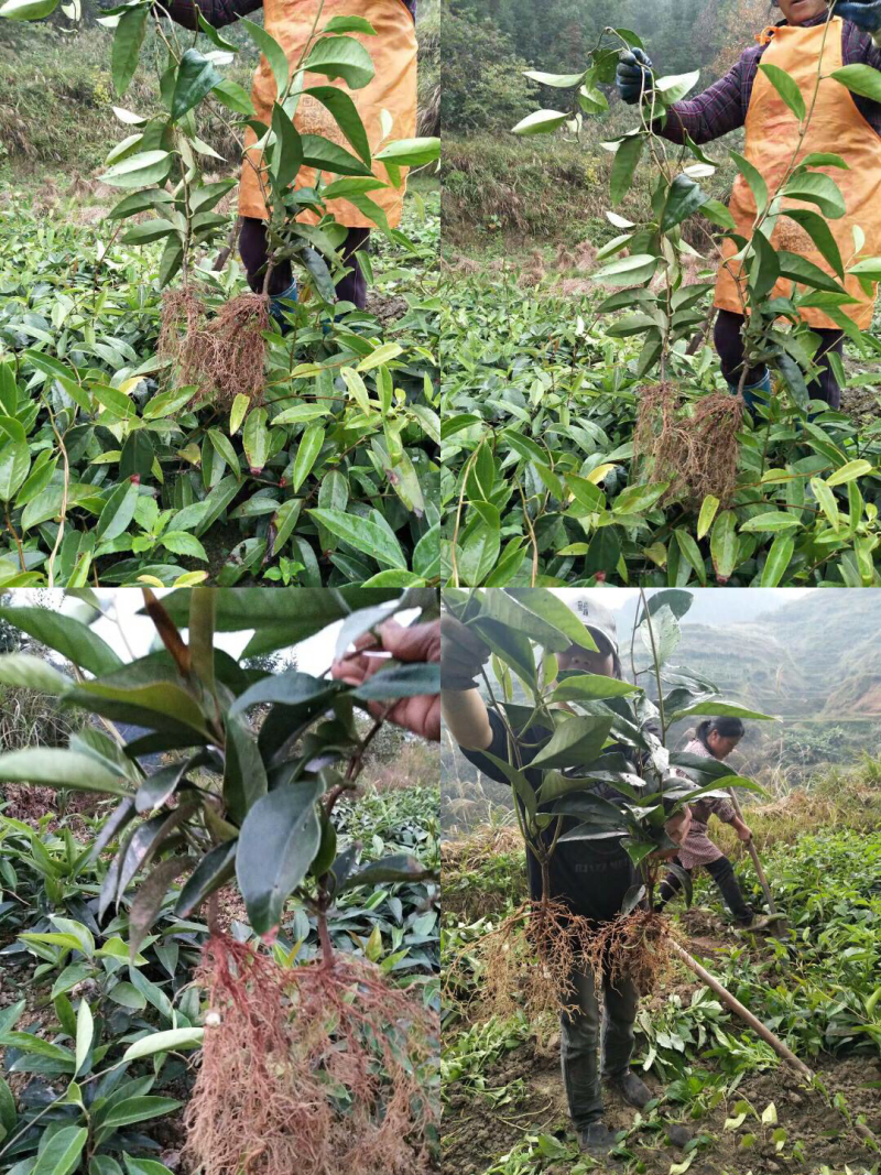 🔥包邮【布福娜苗】优质黑老虎（大叶巨果精品）包活包技术