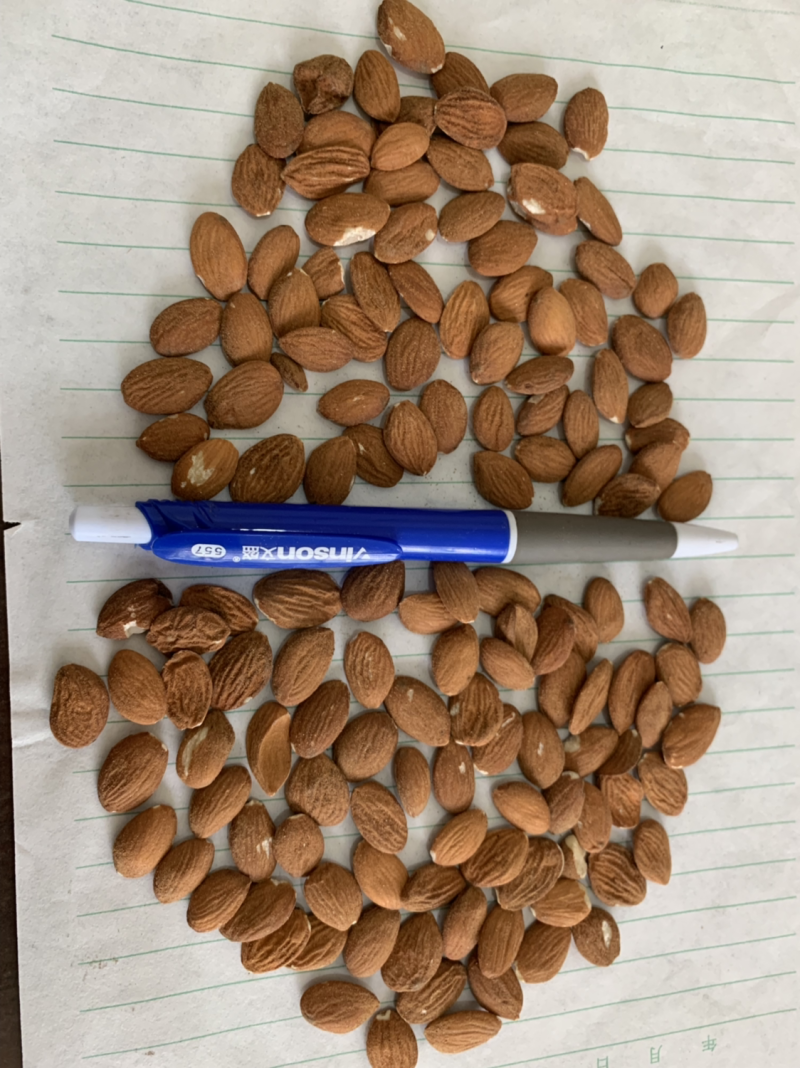 【精品】进口桃仁保质保量常年供应各种规格级别纯正品