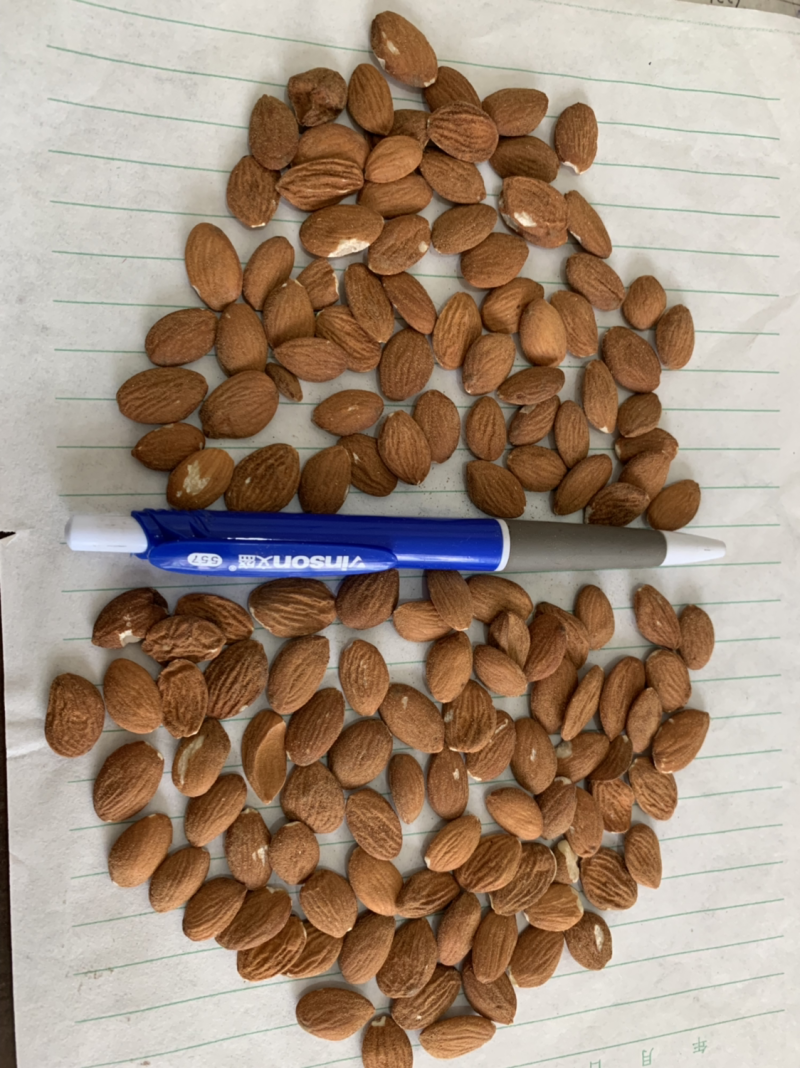 【精品】进口桃仁保质保量常年供应各种规格级别纯正品