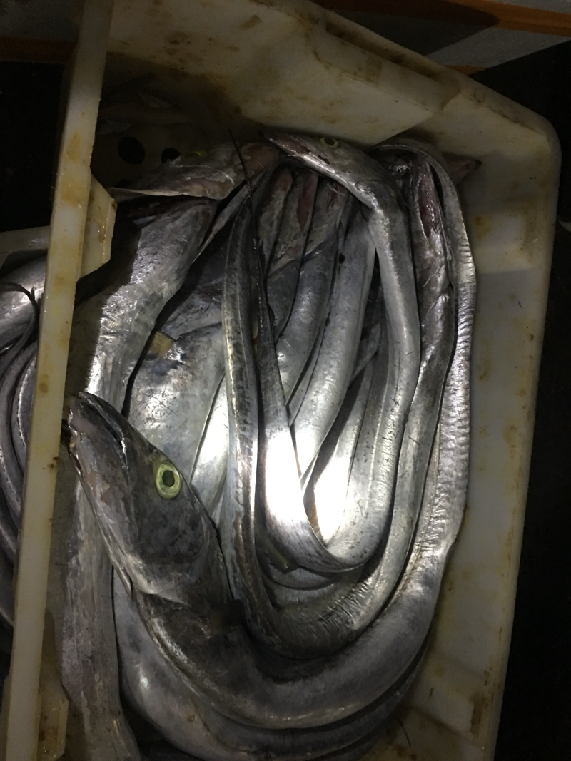 船冻带鱼，南海带北部湾银带南美洲金带东兴带鱼