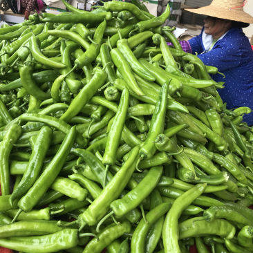 广东湛江雷州辣椒🌶️大量上市！