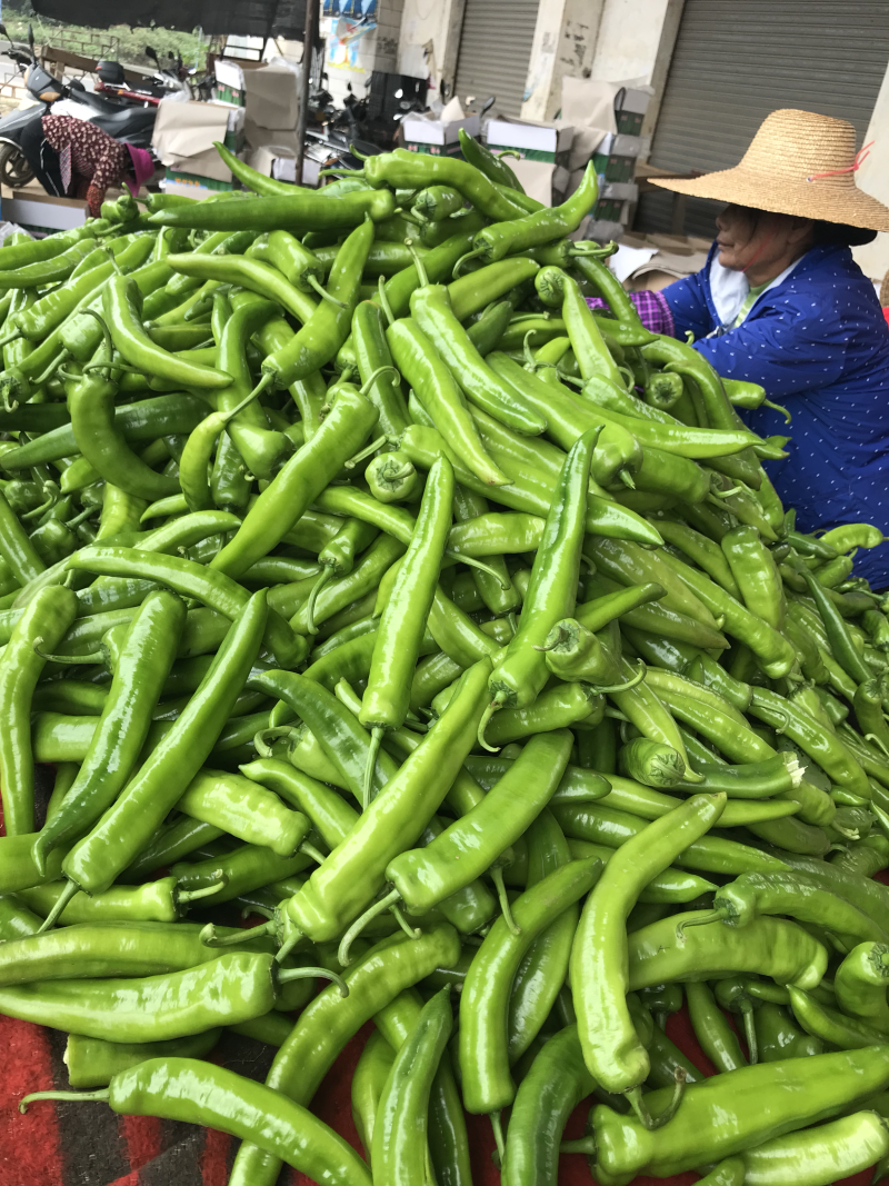 广东湛江雷州辣椒🌶️大量上市！