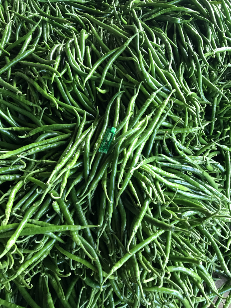 广东湛江雷州辣椒🌶️大量上市！