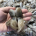 八爪鱼，东兴冻八爪，海口八爪，冰鲜章鱼批发