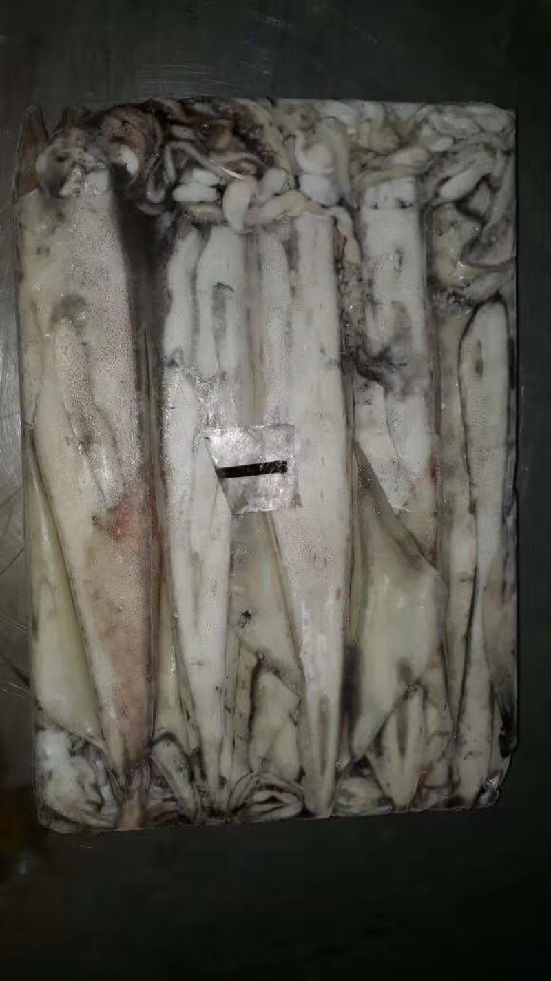 鱿鱼子弹头，冰鲜大鱿鱼鱿仔，