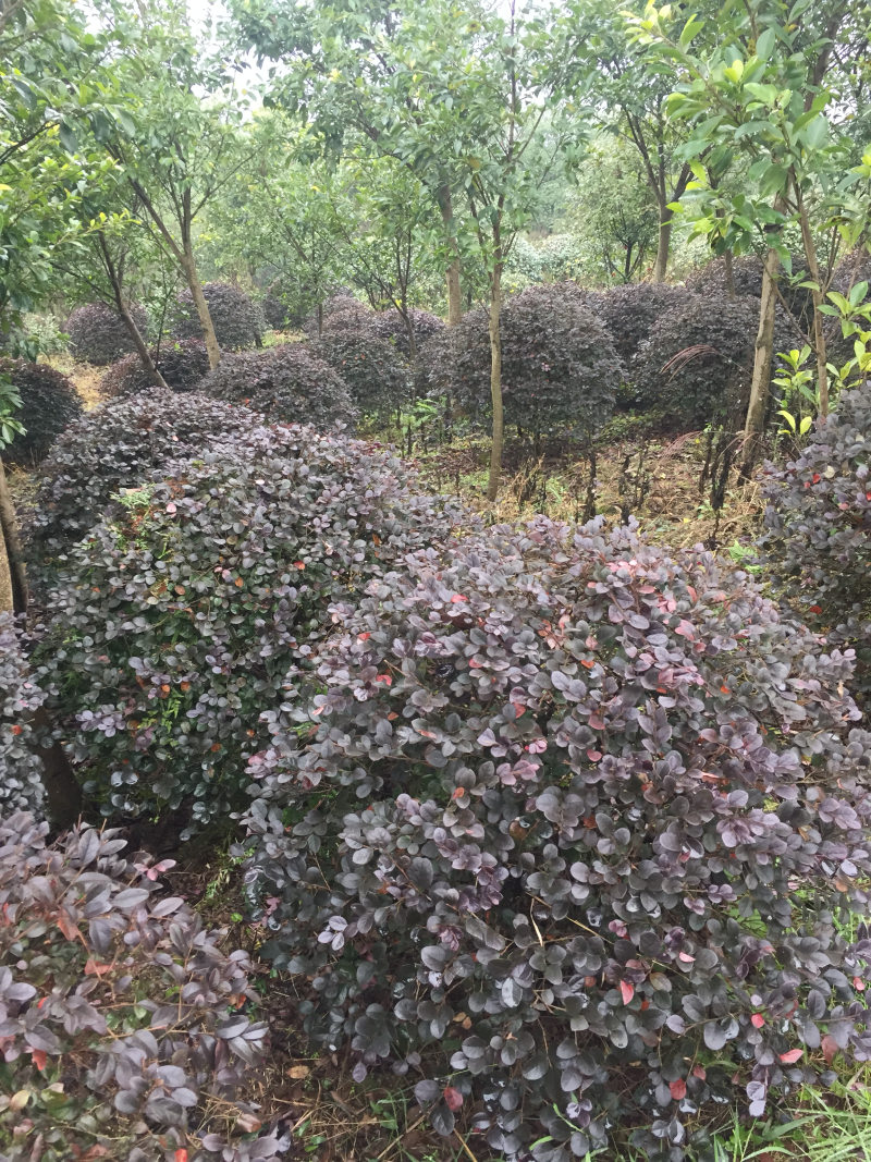 红花继木球（球形80cm至150cm、小苗均有货）