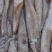 鱿鱼子弹头，冰鲜大鱿鱼鱿仔，