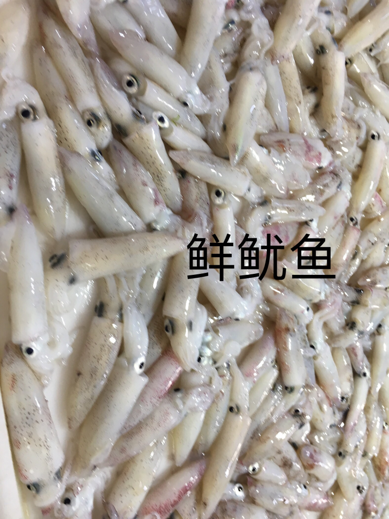 鱿鱼子弹头，冰鲜大鱿鱼鱿仔，