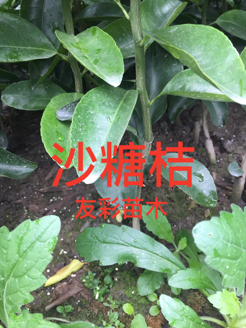 沙糖桔苗一年种植户自产自销