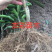 一年由良柑橘苗浙江台州正宗嫁接苗