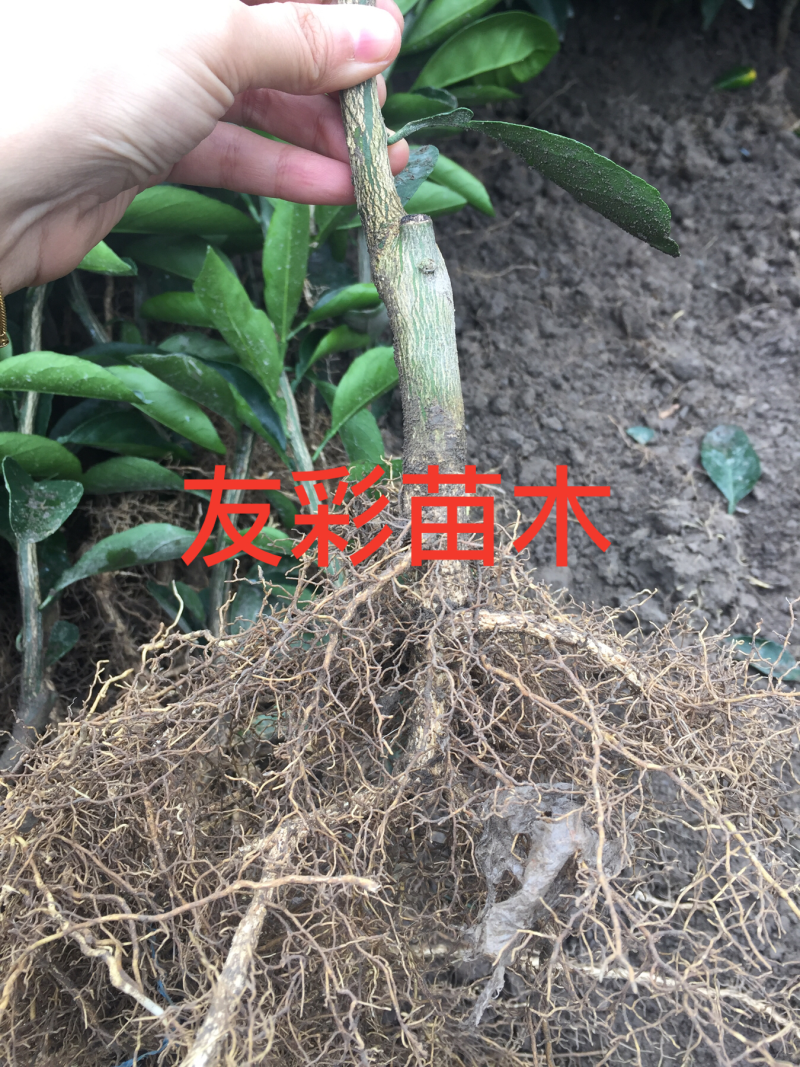 一年由良柑橘苗浙江台州正宗嫁接苗
