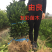 一年由良柑橘苗浙江台州正宗嫁接苗