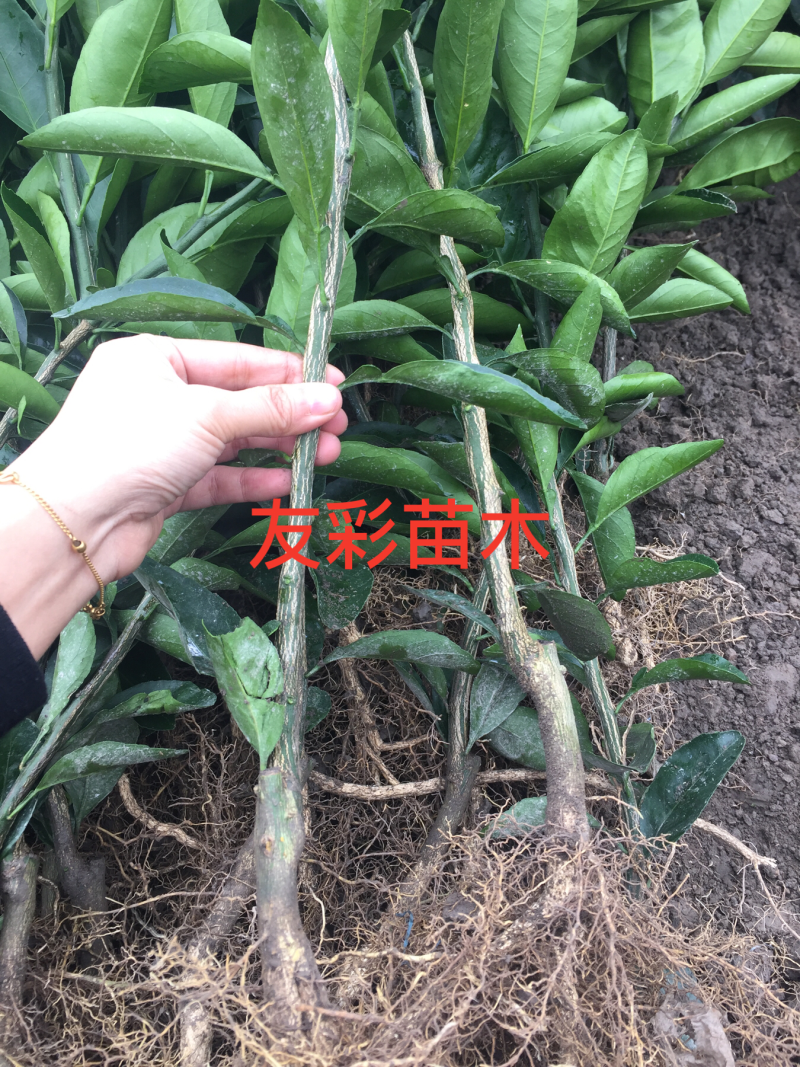 一年由良柑橘苗浙江台州正宗嫁接苗