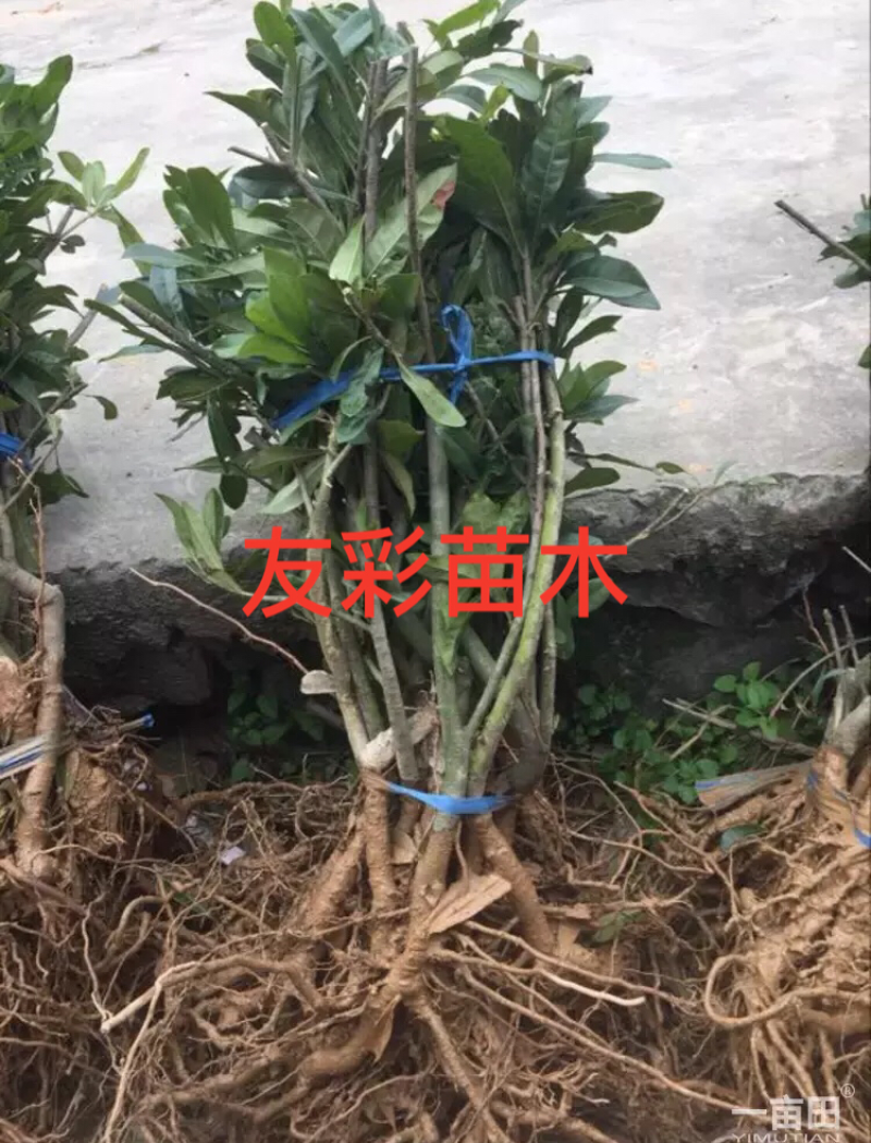 两年1.2-1.5公分杨梅苗批发
